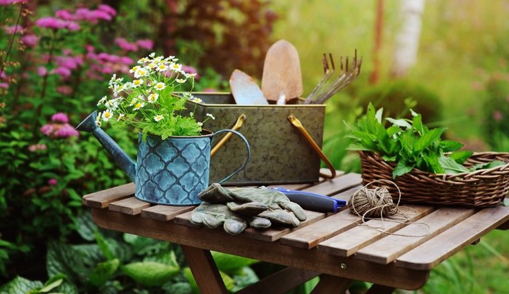 Lo más recomendable es que se planten durante la primavera