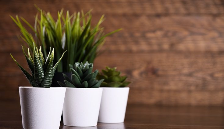 Las plantas de interior son perfectas como elemento decorativo para el hogar