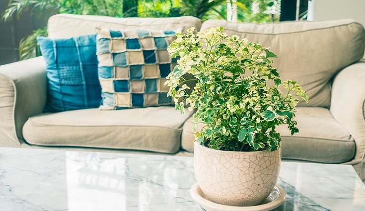 Las plantas de interior no necesitan los mismos cuidados que un perro o un gato