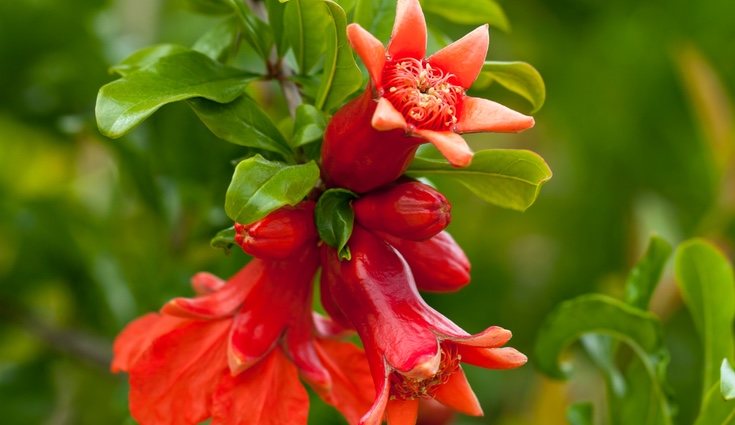 La granada es la flor nacional de España