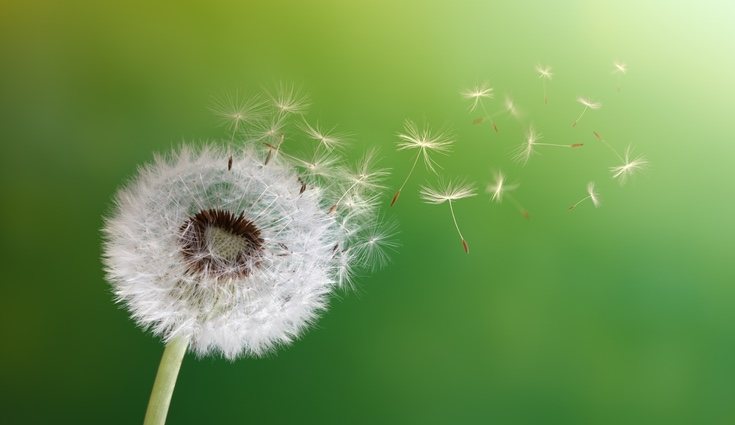 El diente de León está considerado como una mala hierba