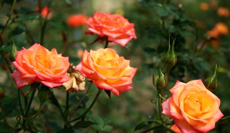 Tiene numerosos poder medicinales