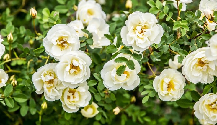 Las rosas antiguas existen desde 1867