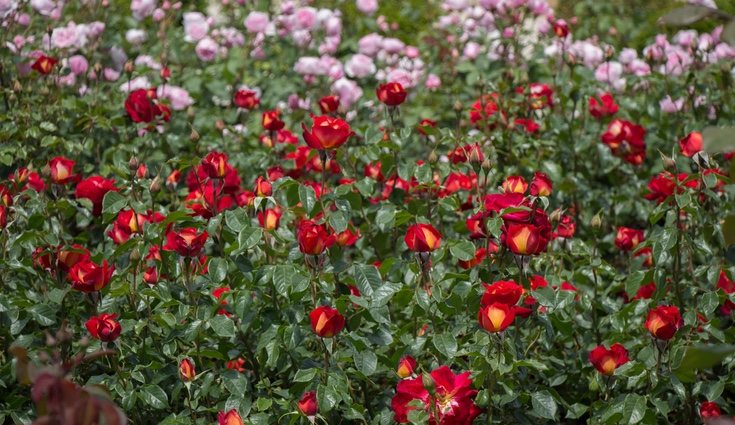 No son plantas que necesiten muchos cuidados