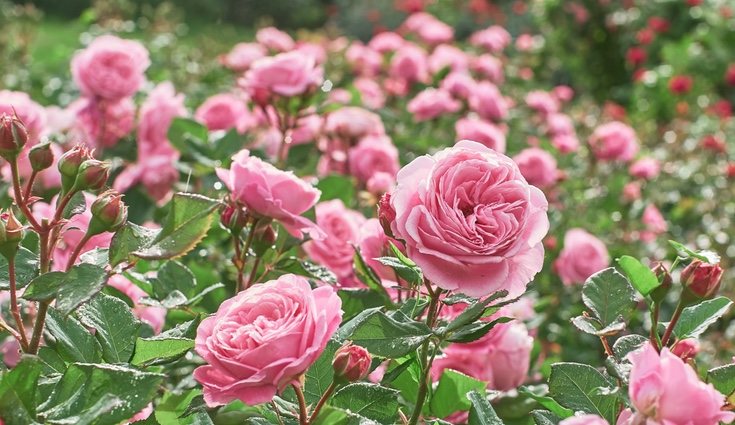 También se puede usar de forma estética