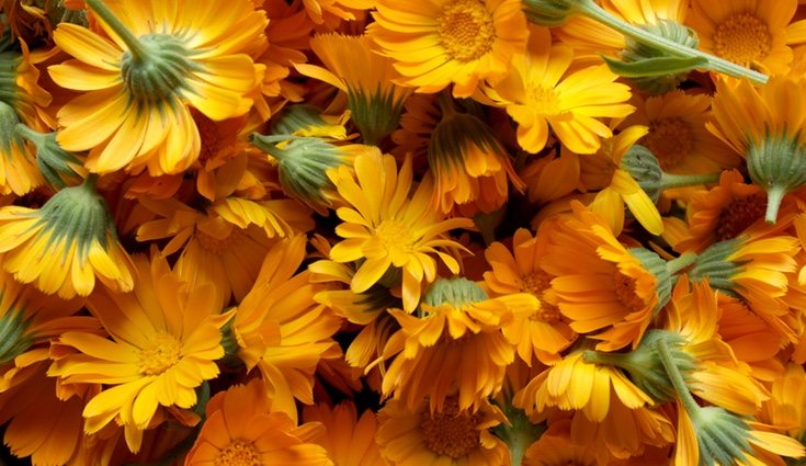 La altura de las caléndulas varía mucho y pueden llegar a medir un metro