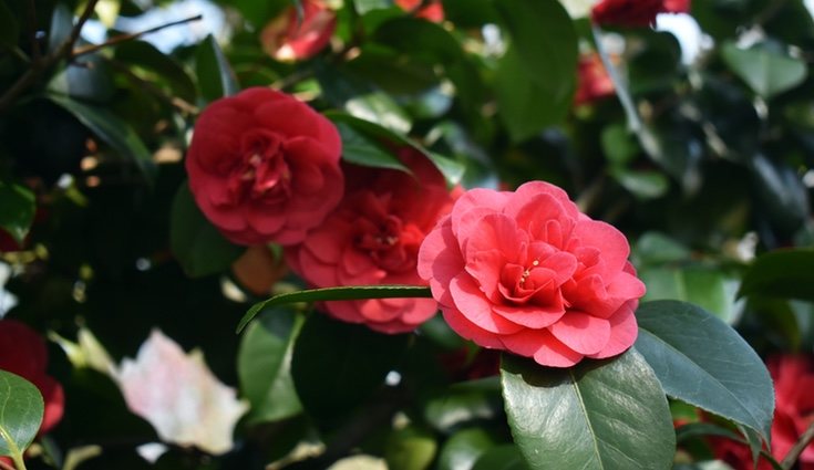 Esta planta es símbolo de longevidad, fortuna y felicidad