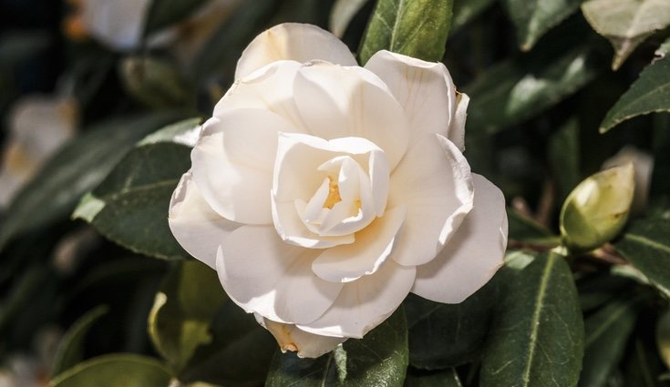 Las camelias crecen con lentitud, alrededor de un pie al año