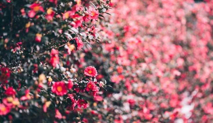 Hay que tener cuidado con las plagas de insectos que pueden atacar a esta planta