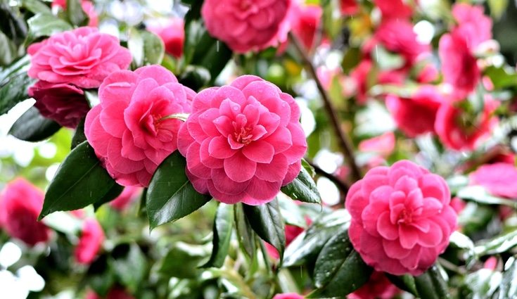 Los colores más comunes suelen ser el rojo, el amarillo, el blanco y el rosa