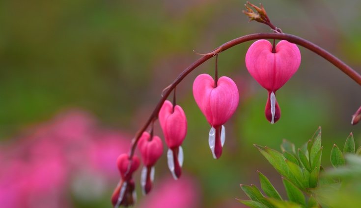 Existen varios tipos de Corazón sangrante dependiendo de la zona