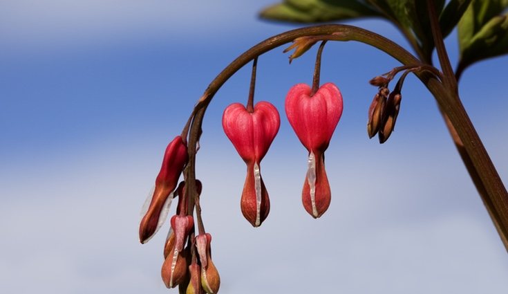 Esta flor es muy tóxica para los animales si se consume