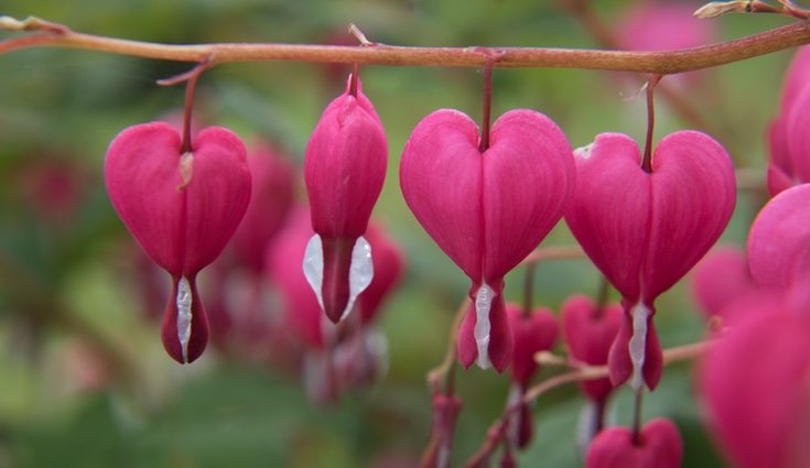 Lo más adecuado es plantar esta planta en lugares de sombra
