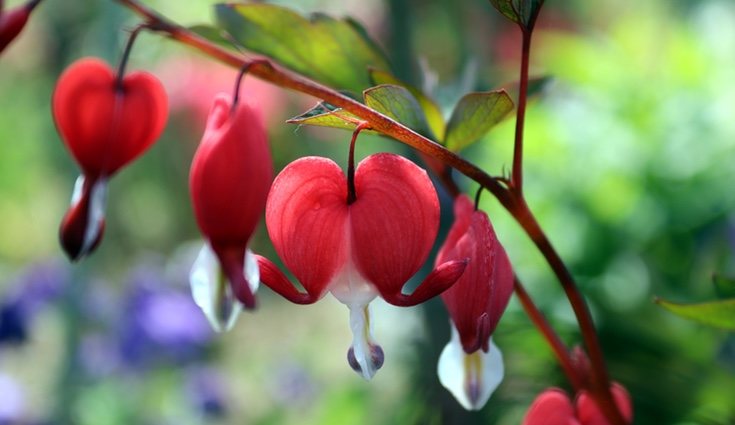 Florecen desde mediados de primavera hasta principios de verano