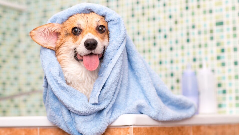 Jabón de Marsella para el higiene de los animales