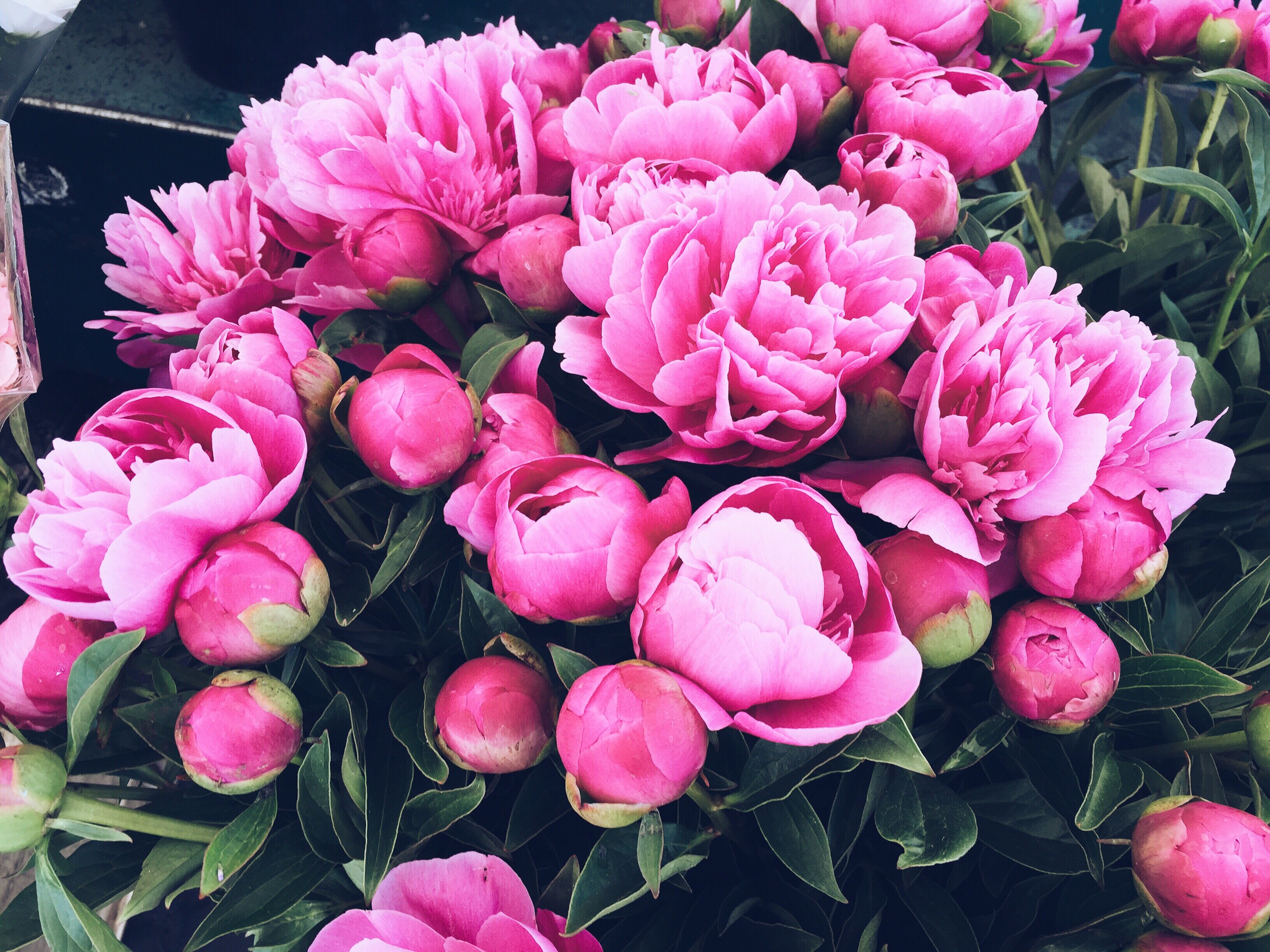 Ten en cuenta el clima para plantar tu peonía