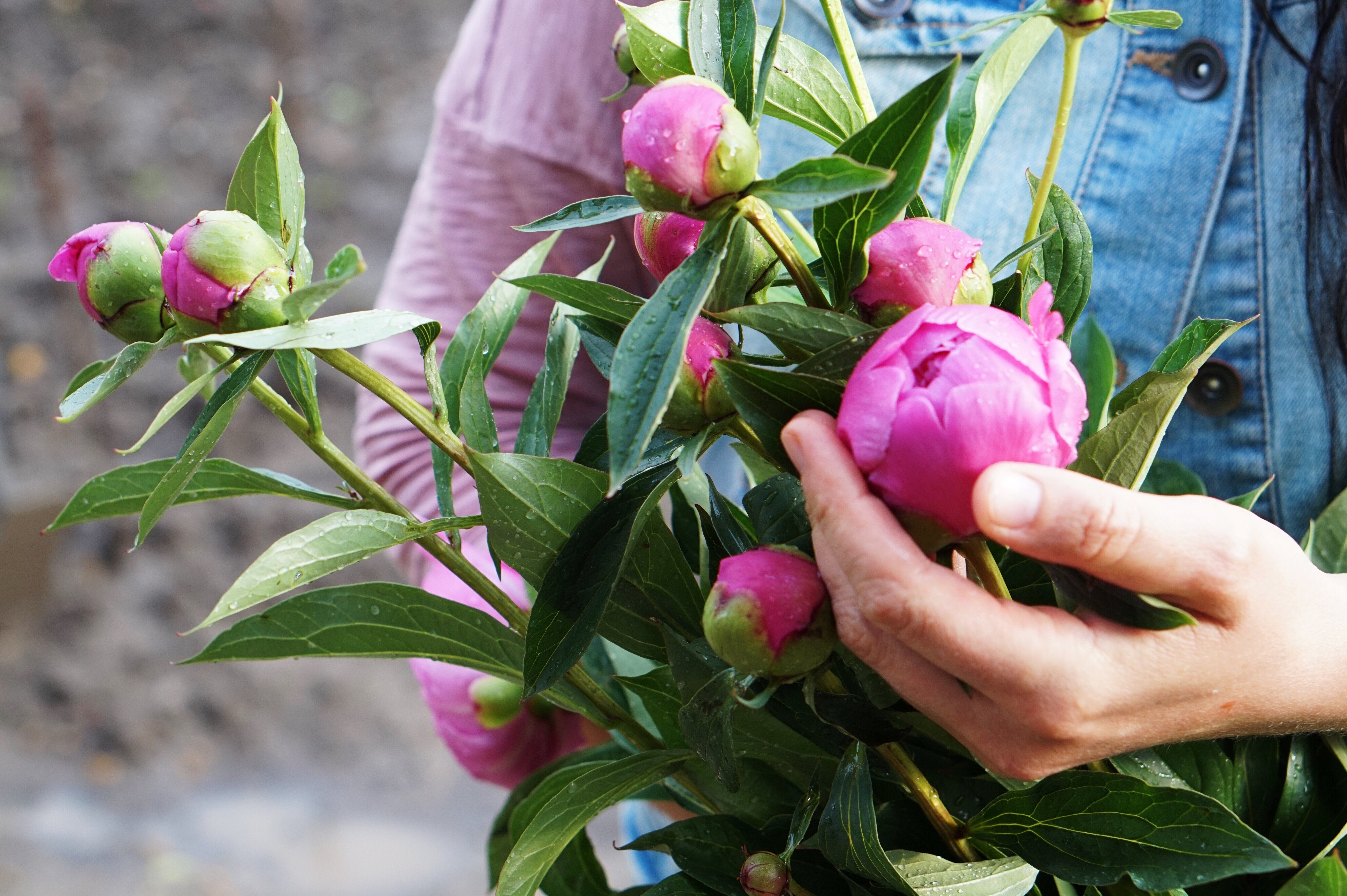 Atiende al sustrato y al riego para el cuidado de la peonía