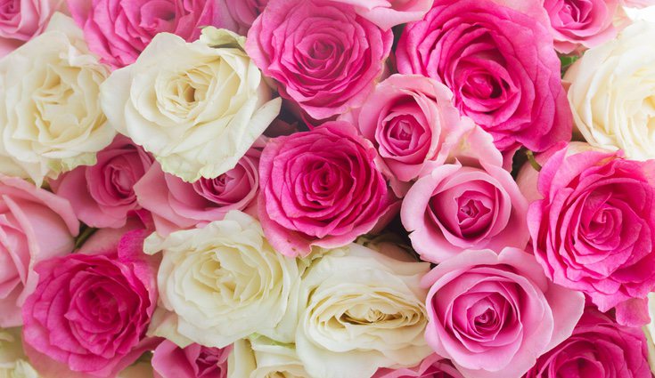 Se calcula que hay alrededor de más de 30.000 tipos de rosas, algo que se disparó tras la aparición de la rosa del híbrido del té