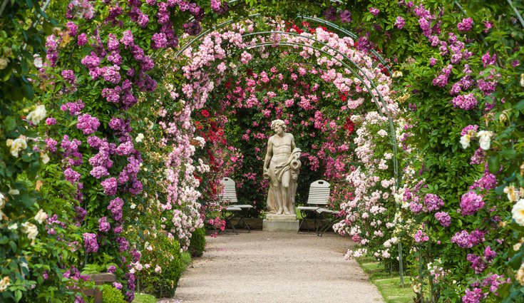 Las rosas silvestres son los tipos más antiguos y más difíciles encontrar de los tipos que se pueden encontrar