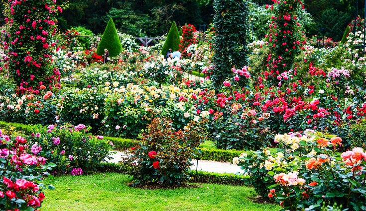 Los rosales modernos son el grupo que con mayor facilidad se pueden encontrar en las floristerías