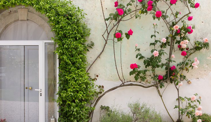 La plantas tapizantes son todo un reto par los amantes de la jardinería