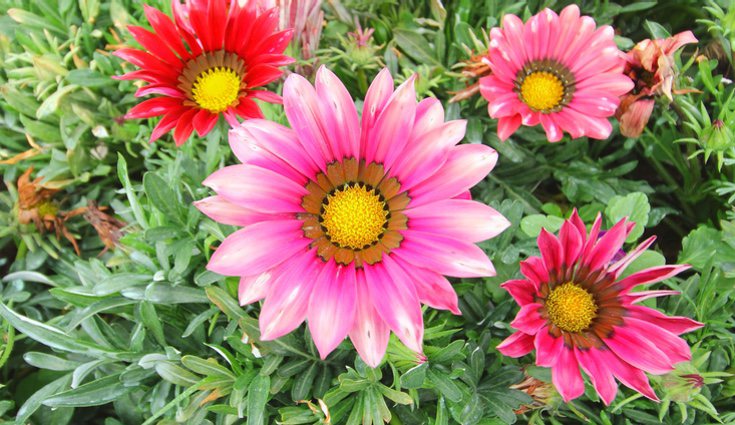 La gazania se caracteriza por su vistosidad y lo colorida que es