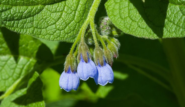 La consuelda tiene una flor muy sencilla pero muy elegante