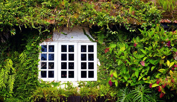 La plantas tapizantes son una opción perfecta para decorar la casa