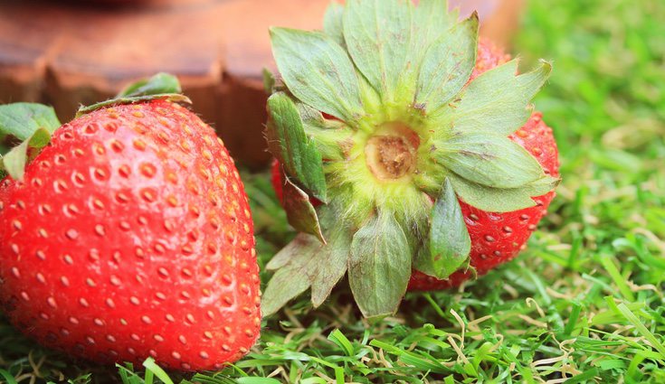 Hay diferencias entre cultivar la planta o la semilla