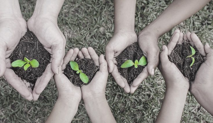 Ten en cuenta el periodo de cosecha para saber en qué mes plantar tus alimentos