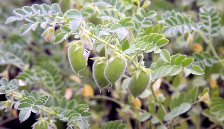 La mejor época para recoger tu plantación de lentejas está entre septiembre y mayo