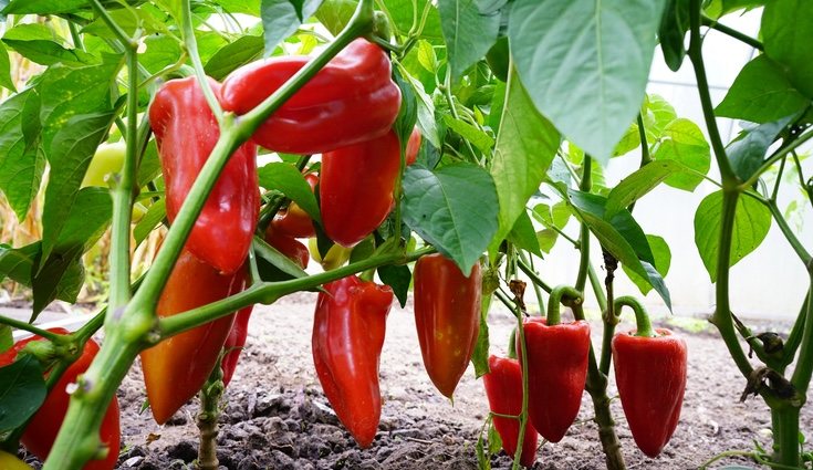La época de siembre del pimiento es muy larga, puedes hacerlo de enero a octubre