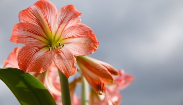 Los bulbos del amaryllis son tóxicos