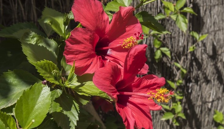El hibisco requiere bastante calor