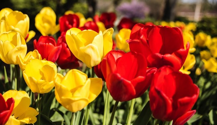 Los tulipanes son plantas muy resistentes