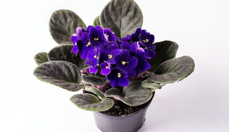 Las violetas desprenden un olor muy agradable