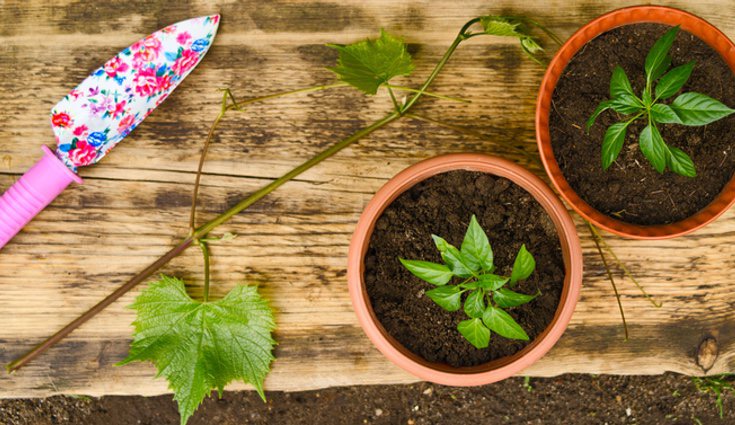 Es necesario cambiar la planta de maceta para su correcto crecimiento