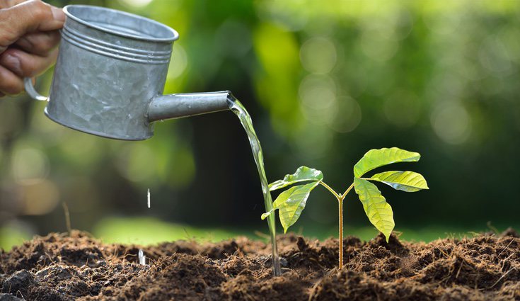 Riega con cuidado de no mojar las hojas