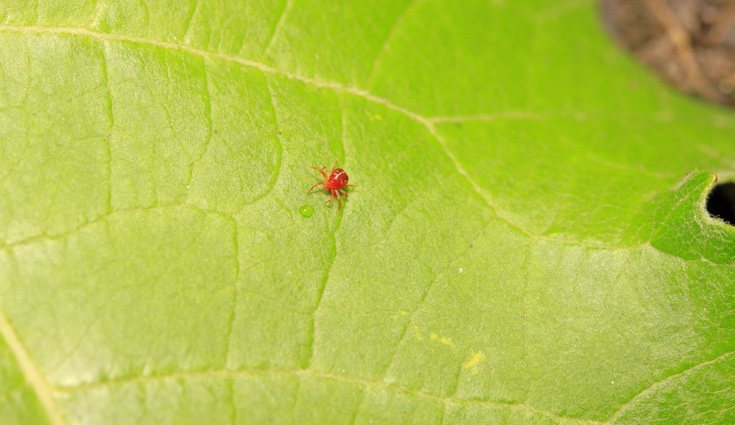 Evita los parásitos para que tus plantas crezcan sanas