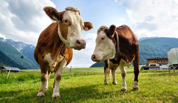 Los productos ecológicos cárnicos son aquellos que respetan el tiempo de crecimiento del animal y le deja vivir en libertad