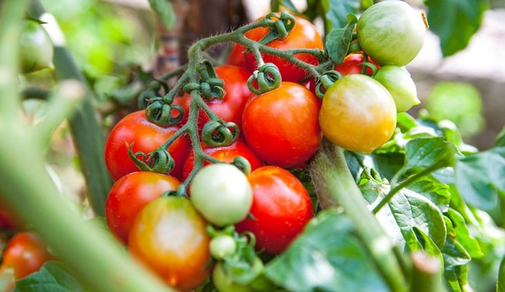 Los productos de origen ecológico conservan todos los nutrientes propios del producto en sí