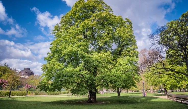Los castaños se emplean muy a menudo para hacer madera y conserva tonos rojizos