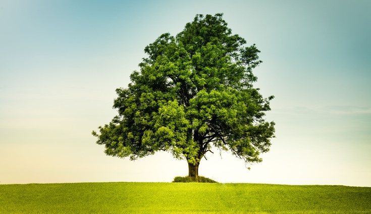 El fresno es un árbol empleado frecuentemente en jardinería y decoración