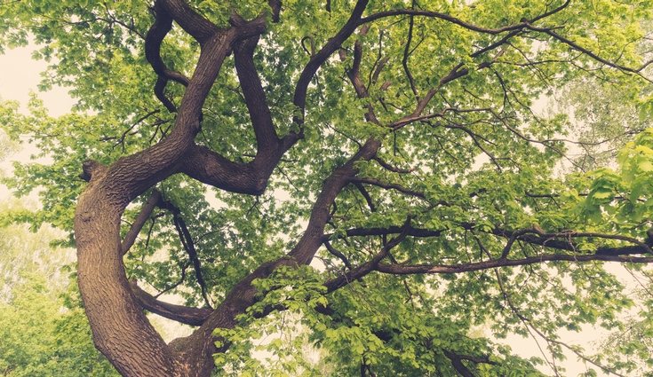 Los robles son especies muy altas robustas y con troncos muy gruesos