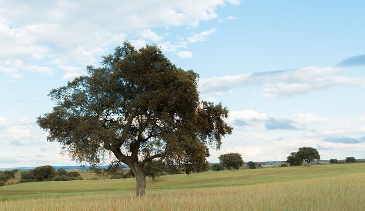 Las encinas son muy características de los climas mediterráneos