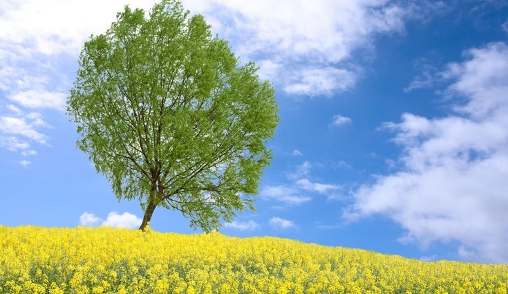 Los álamos son uno de los árbole más codiciados para hacer papel