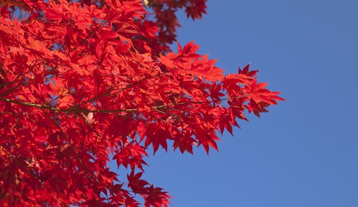 La hoja del arce aparece ilustrada en la bandera de Canadá