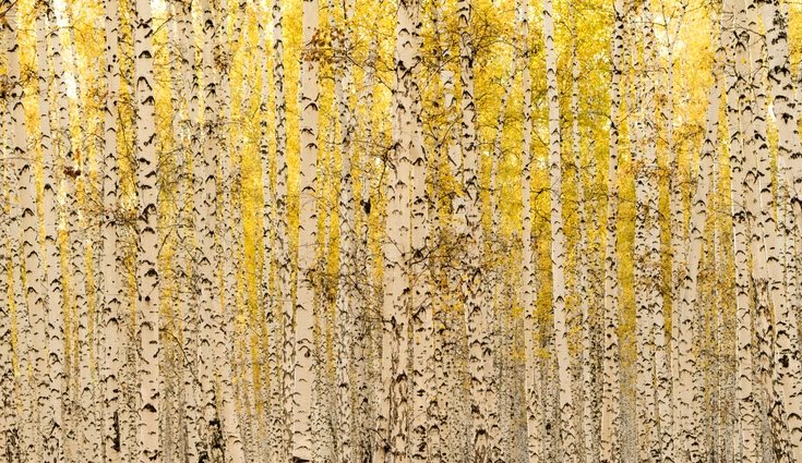 Sus hojas amarillas hacen contraste con su corteza blanca