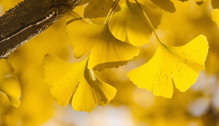 Sus hojas se parecen a los abanicos tradicionales de China
