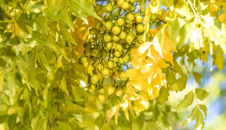 Es muy característico por su hojas aromáticas